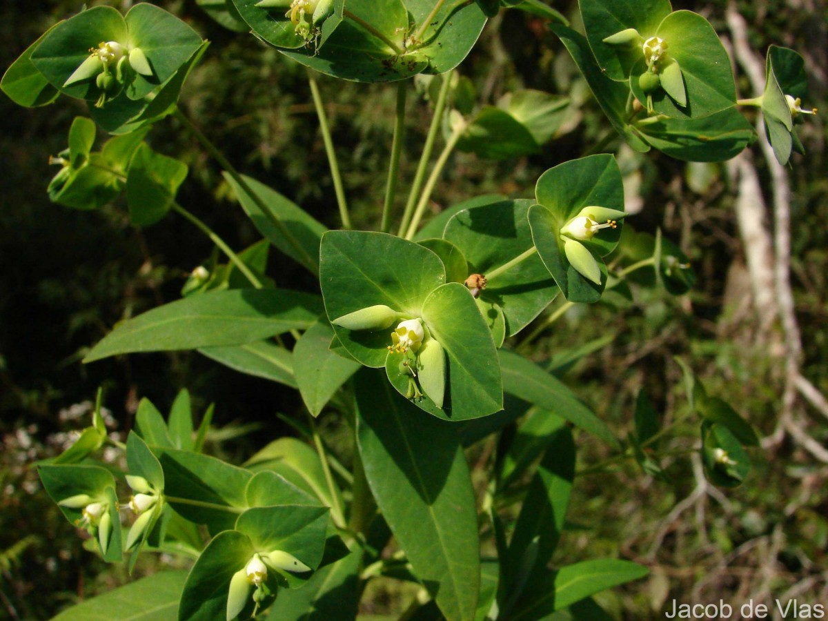 Euphorbia rothiana Spreng.